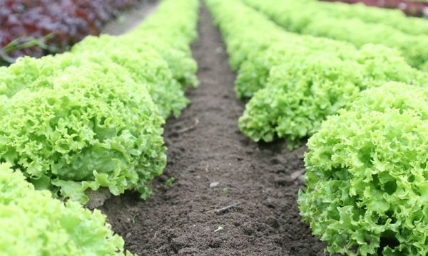 怎样区分生物有机肥和有机肥