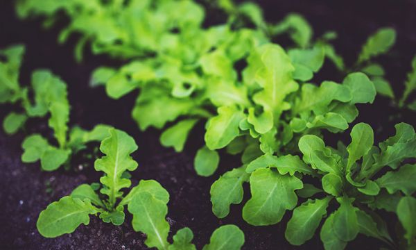 微生物肥料推广使用应注意哪些问题